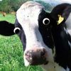 tater_cow