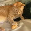 mollypop360