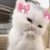 whydvvyy