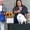 chihuahuacafe
