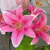 lilacflowers20