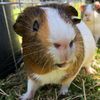 iloveharrytheguineapig