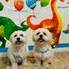 tobyandluckyfirulais