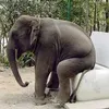 elephant906