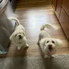paws.and.peaks2