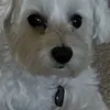 lizmennitt
