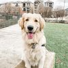 charlie.p.golden
