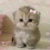 amorxleo