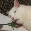 jademeow