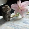 meowmeow2247