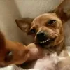pndgf
