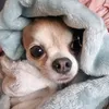 gizmochii