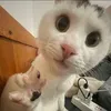 dimelsssss
