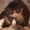 cryforaparmi