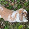 itsmochathebunny