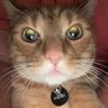mycatnahla
