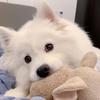 samoyedljn