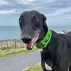 goosethegreyt