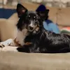 doghousegroomingstudio