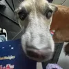 samlouterx
