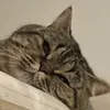 danisz8_