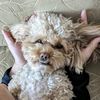 chubbysdiary
