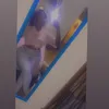 spiritleadshorty