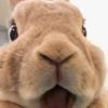 plushbunnii