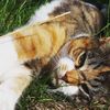 coolcatmiauw