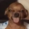 lexipolitiss