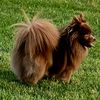 nutellachocolatepom