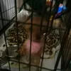 charlief53