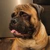 rem_the_bullmastiff