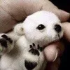BabyAnimals