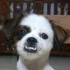 honsypootsy