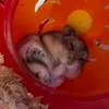 pistachiothehumster
