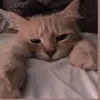 catloverrrrforlife