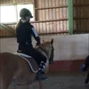stellahorses