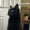 mousekins_xx