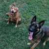 danielles3dogs