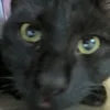poopypuma