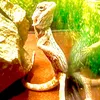 zacharito