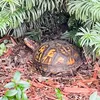 turtletr0t