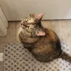 amyxf