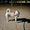 charlotte_222011