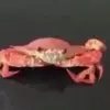 savethecrabs