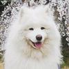 enzo_thesamoyed