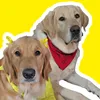 mis_retrievers