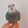 cockatieladdict