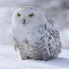 snowyowl2997